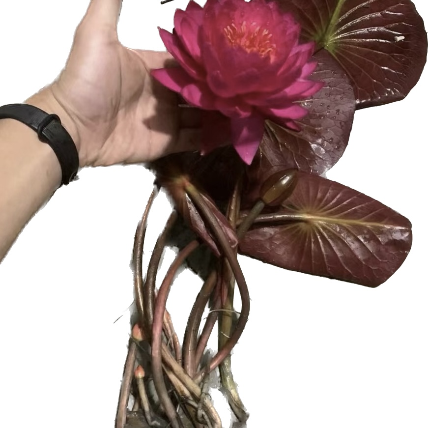 带花睡莲成品苗睡莲带花苞四季水生植物碗莲庭院观赏荷花池塘根苗 - 图3