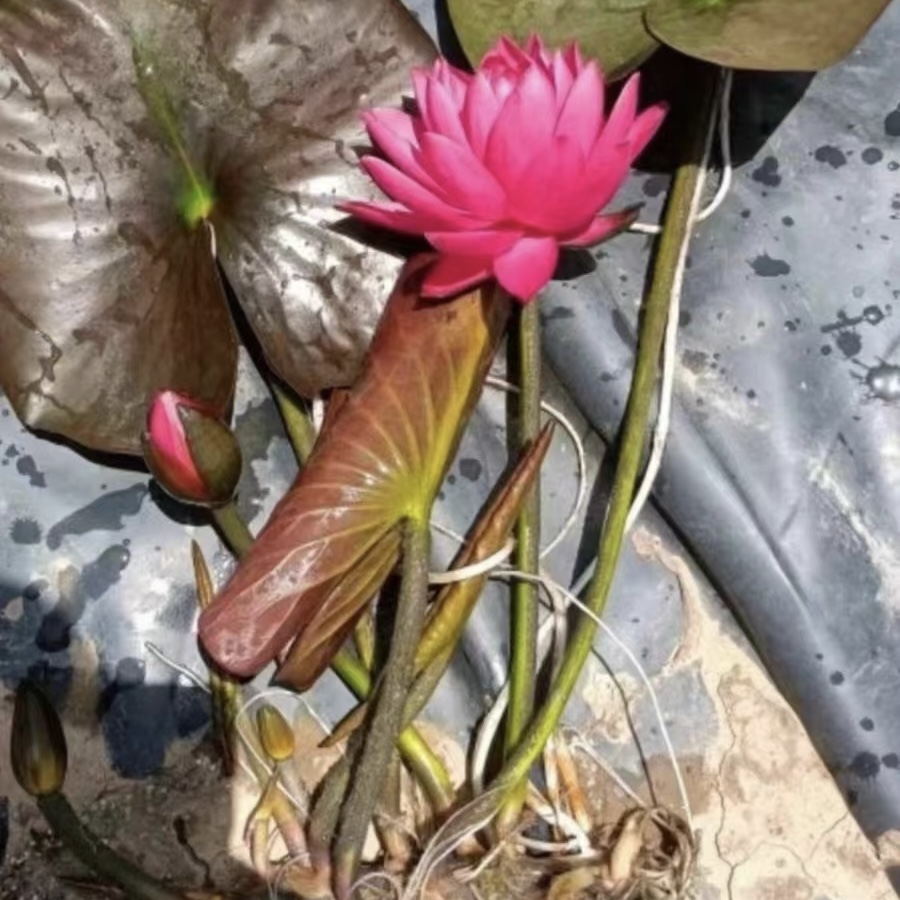 带花睡莲成品苗睡莲带花苞四季水生植物碗莲庭院观赏荷花池塘根苗 - 图0