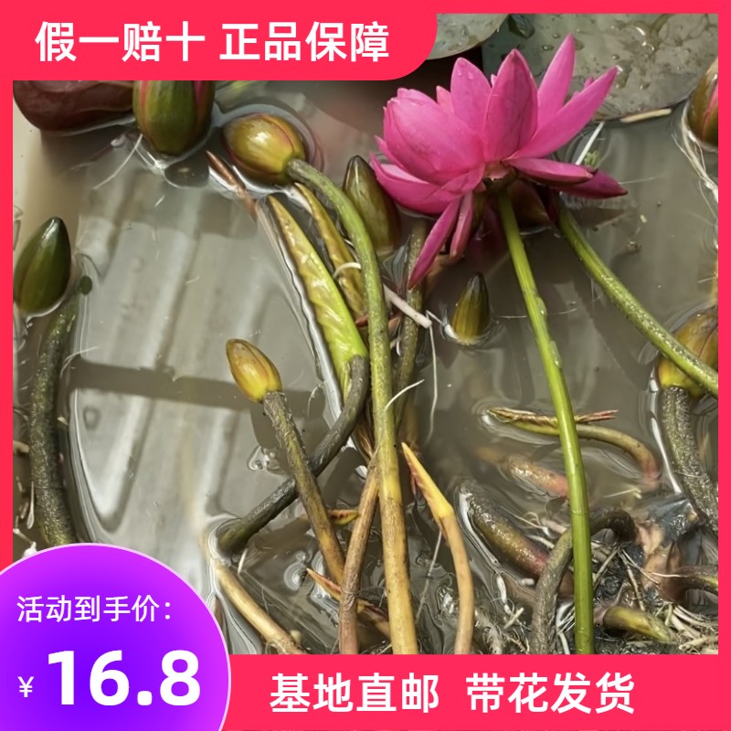 正品睡莲带花苞发货精品耐寒池塘水生植物水池水培植物四季荷花苗 - 图0