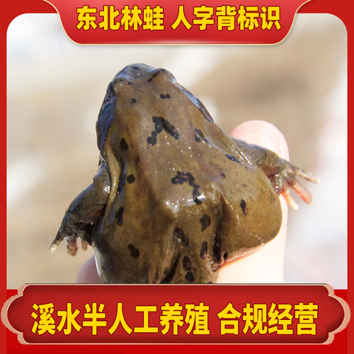 深山活林蛙 雪蛤 母蛤蟆 哈士蟆 母豹子 满籽满油 东北活蛙顺丰 - 图2