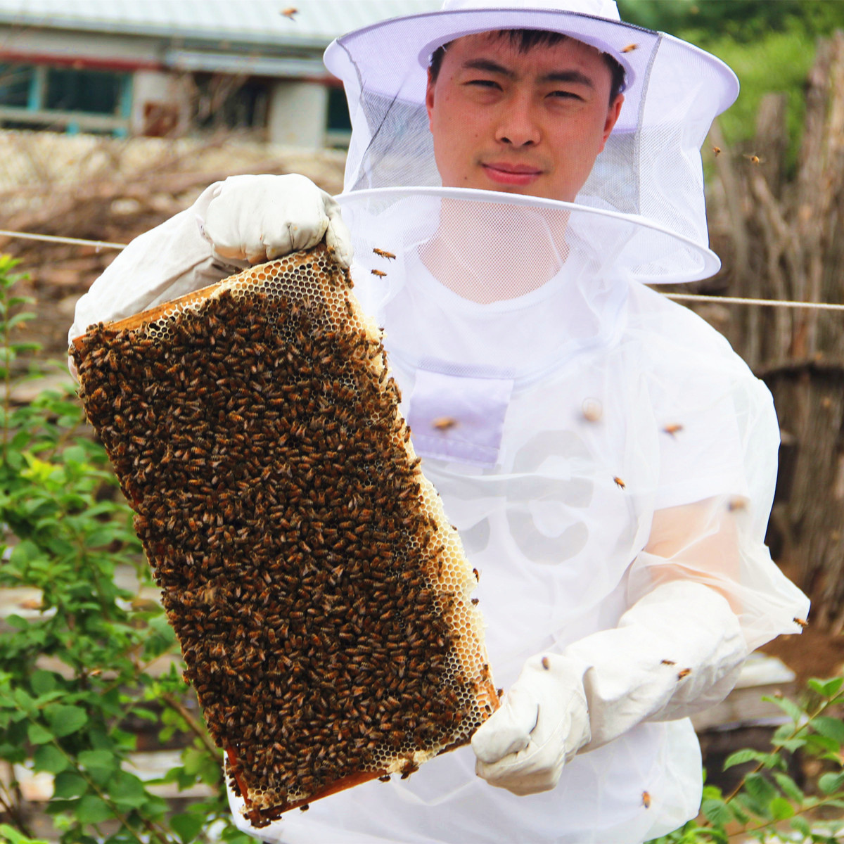 黑蜂蜂皇浆新鲜春浆纯自家蜂乳蜂产品天然野生鲜店正品蜂王浆旗舰 - 图1