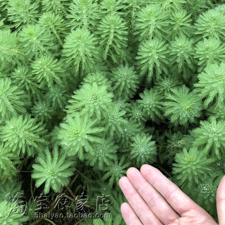 粉绿狐尾藻放放水里就会活水草大聚藻净化水质挺水生植物池塘水培-图1