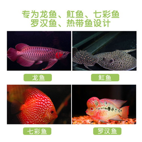 金狮新必定清驱虫菌龙鱼魟鱼罗汉观赏鱼内外寄生虫检疫百必除头洞 - 图3