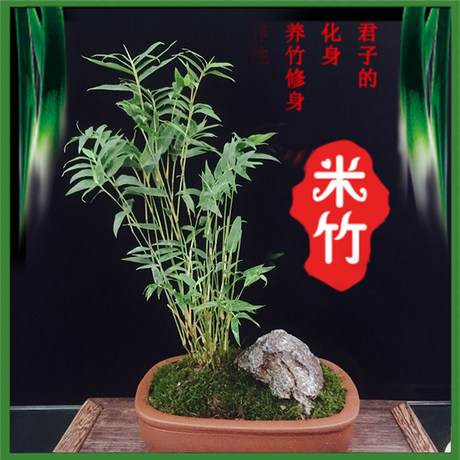 Rice Bamboo Seedling Bonsai Bamboo Phoenix Tail Bamboo Guanyin Bamboo Ornamental Bamboo Courtyard Miniature Small Rice Bamboo Potted