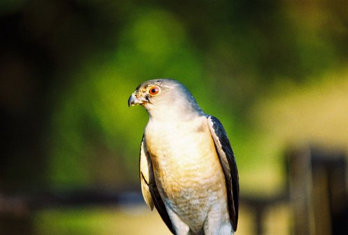 新版富士C200 FujiColor彩色135负片胶卷 36张单卷价26年10月现货 - 图1