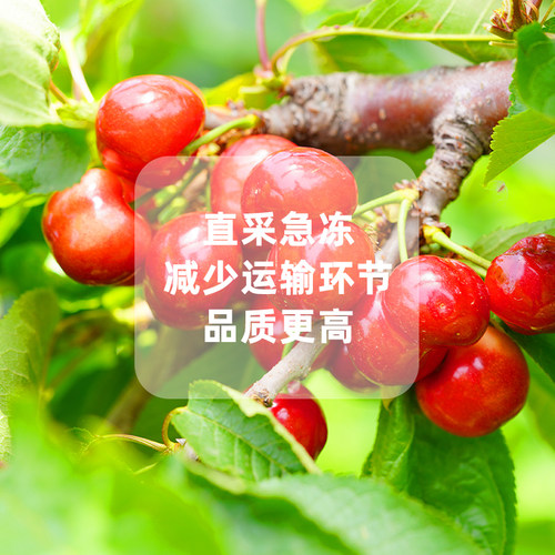 新鲜冷冻1kg波兰进口酸樱桃车厘子速冻榨汁烘焙店水果肉去核2斤 - 图0