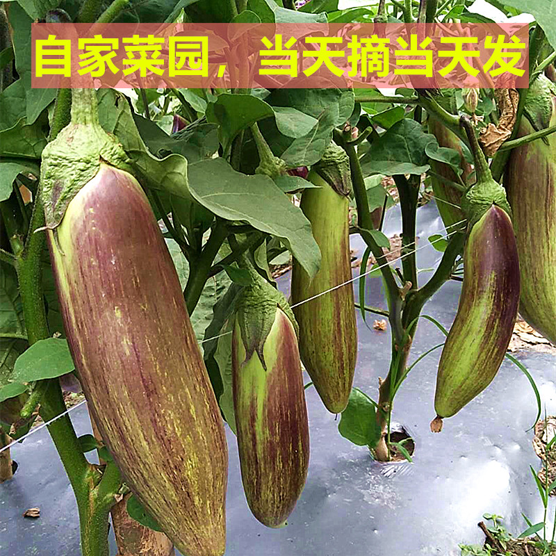 云南冰川茄子新鲜招积蔬名菜缅甸正宗脆皮糯花茄餐厅酒店食材包邮 - 图1