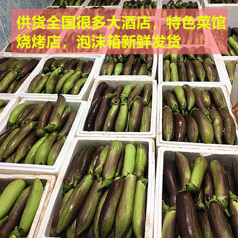 云南冰川茄子新鲜招积蔬名菜缅甸正宗脆皮糯花茄餐厅酒店食材包邮 - 图2