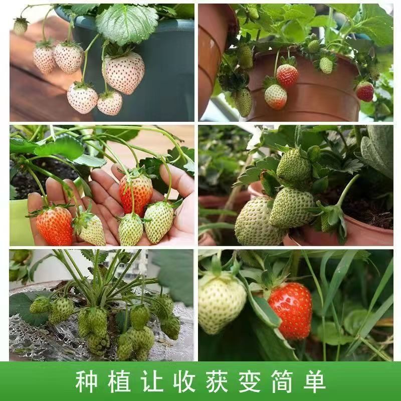 四季蔬菜种子春季菜籽阳台青菜番茄黄瓜生菜香菜小葱韭菜辣椒盆栽,淘宝优惠券,粉丝福利购,淘宝优惠卷