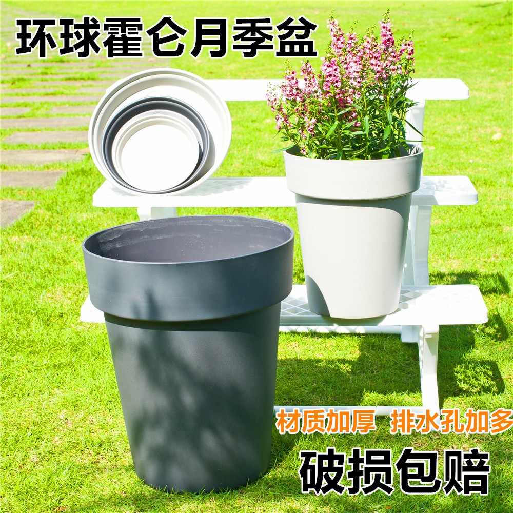 花园植物盆栽花 新人首单立减十元 22年5月 淘宝海外