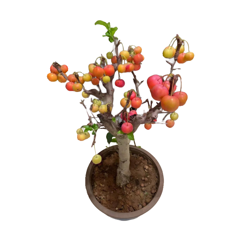 冬红果海棠花盆栽老桩盆景树苗室内阳台庭院办公室耐寒植物长寿果,淘宝优惠券,粉丝福利购,淘宝优惠卷