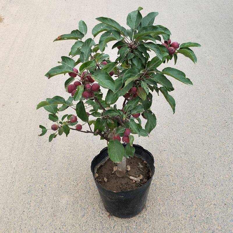 冬红果海棠花盆栽老桩盆景树苗室内阳台庭院办公室耐寒植物长寿果,淘宝优惠券,粉丝福利购,淘宝优惠卷
