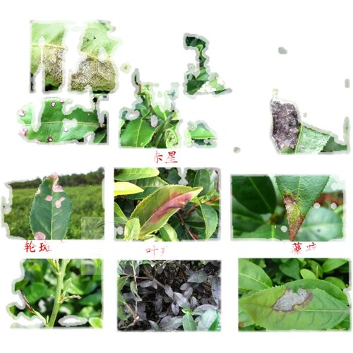 茶叶专用药茶园病全治杀菌剂茶饼病赤霉病炭疽病茶霉农药正品 - 图2