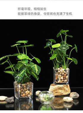 创意绿植四叶草金钱草仿真盆栽家居装饰办公桌面养眼仿真植物盆景