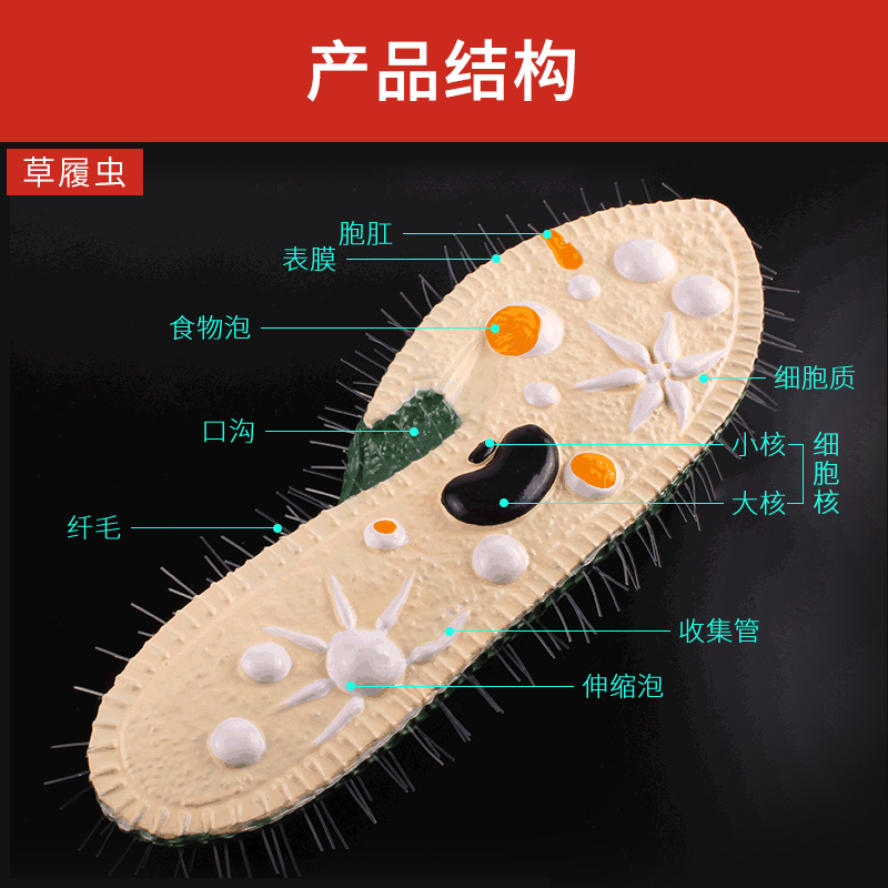 可普 生物模型草履虫水螅蚯蚓教学演示仪器教具环节动物微生物放大模型教师结构讲解实验器材解剖构造模型 - 图1