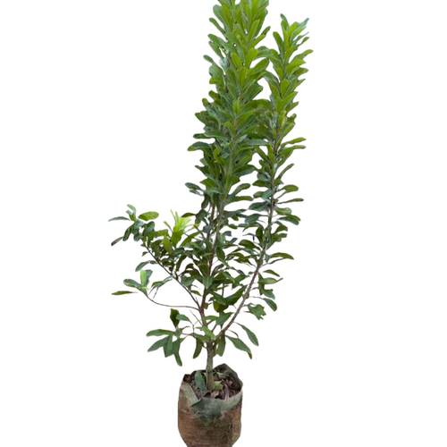 水晶杨梅树苗嫁接果树耐寒南方北方庭院种植盆栽地栽大果当年结果 - 图3