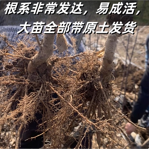 香妃海棠苹果树苗南北方庭院地栽盆栽冰糖心鸡心耐寒矮化当年结果 - 图1