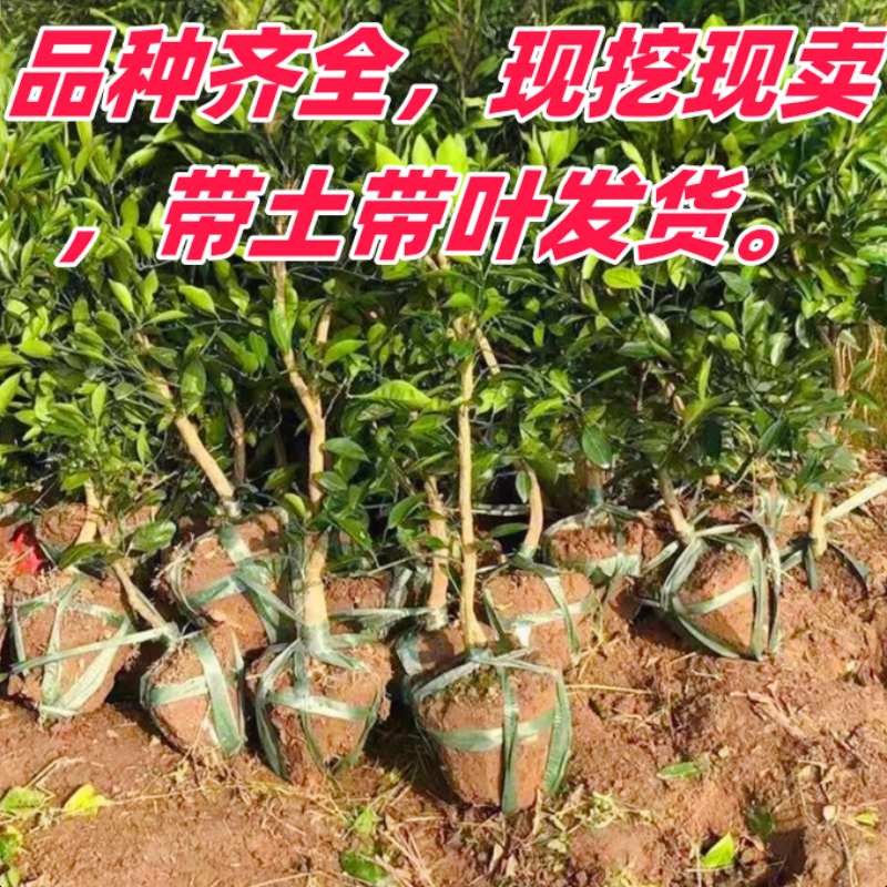 油皮金桔树苗庭院地栽盆栽嫁接柑橘树苗四季可食用带土球当年结果,淘宝优惠券,粉丝福利购,淘宝优惠卷
