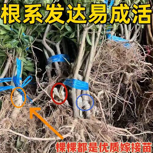 水晶杨梅树苗嫁接果树耐寒南方北方庭院种植盆栽地栽大果当年结果 - 图1