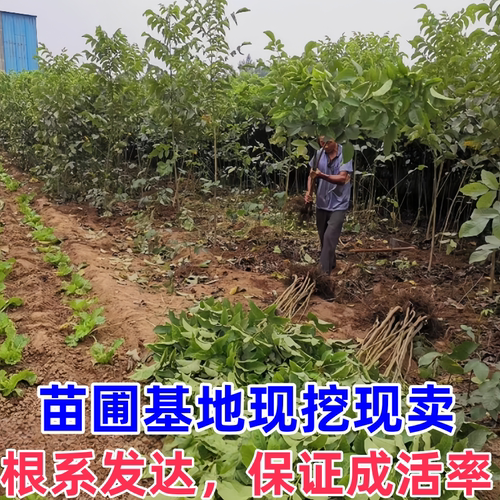 碧根果树苗南北方耐寒种植美国山核桃树苗嫁接薄壳核桃苗当年结果 - 图0