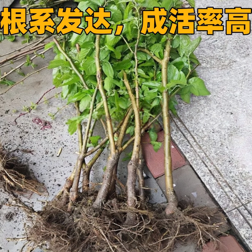 无籽大十黑桑葚树苗南北方地栽盆栽种植特大果嫁接桑树苗当年结果 - 图0