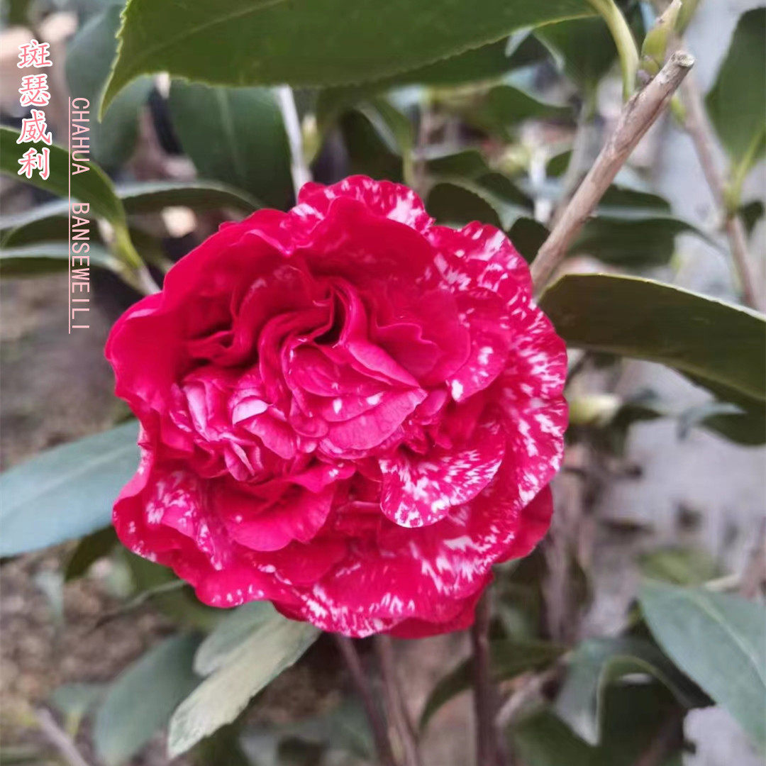 西班牙女郎紫金山斑瑟威利光源氏多色茶花嫁接稀有名贵带花苞包邮
