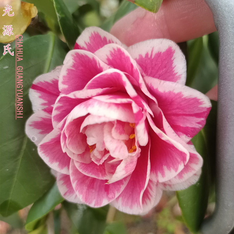 西班牙女郎紫金山斑瑟威利光源氏多色茶花嫁接稀有名贵带花苞包邮