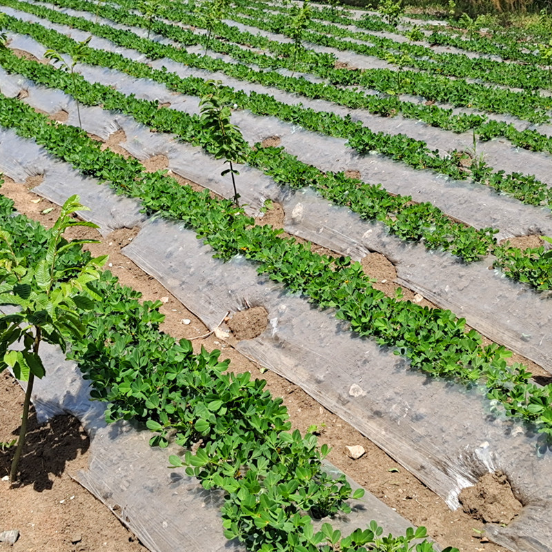 白色地膜保温保湿白地膜农用蔬菜大棚塑料薄膜过冬小拱棚膜工程膜