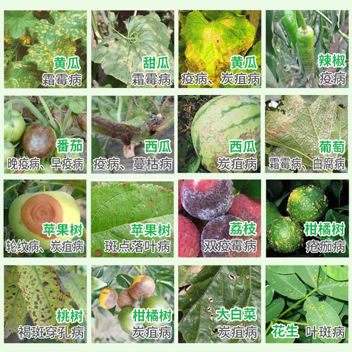 巴斯夫 百泰60%唑醚·代森联 黄瓜霜霉病疫病炭疽病农药杀菌剂 - 图0