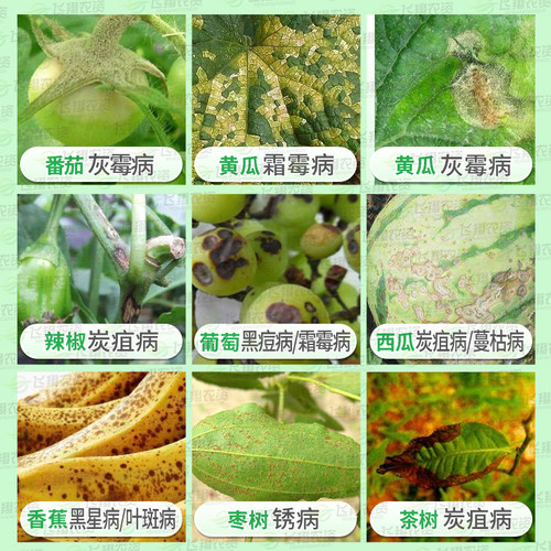 科迪华 杜邦 阿砣 葡萄灰霉病黑星病黑痘病蔓枯病蔬菜农药杀菌剂 - 图0
