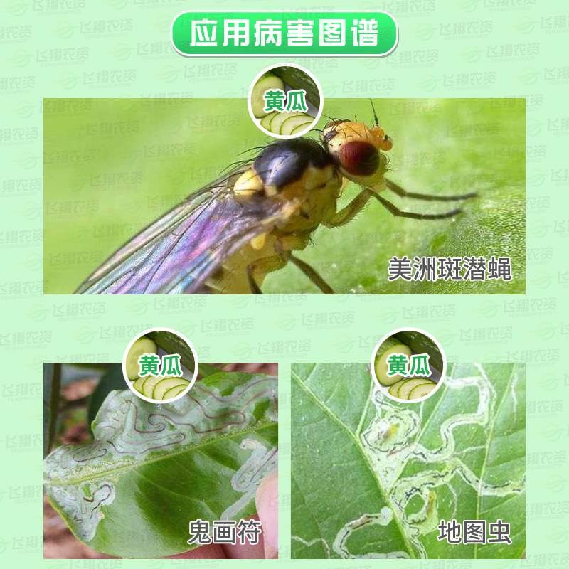 潜克江西禾益灭蝇胺黄瓜蔬菜美洲斑潜蝇杀鬼画符地图虫农药杀虫剂-图0