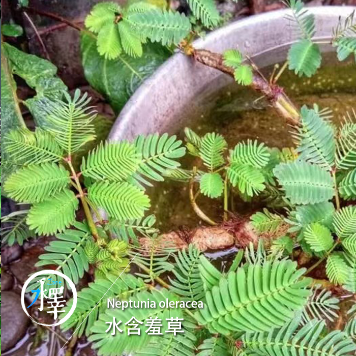 挺水植物水陆沼泽水生含羞草水生水培花卉水草浮萍养鱼龟虾缸绿植 - 图1