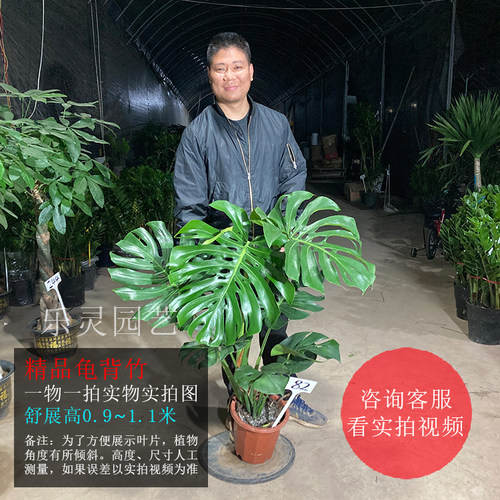 大叶巨型大龟背竹老桩根盆栽绿植物室内绿植龙鳞一物一拍乐灵园艺-图2