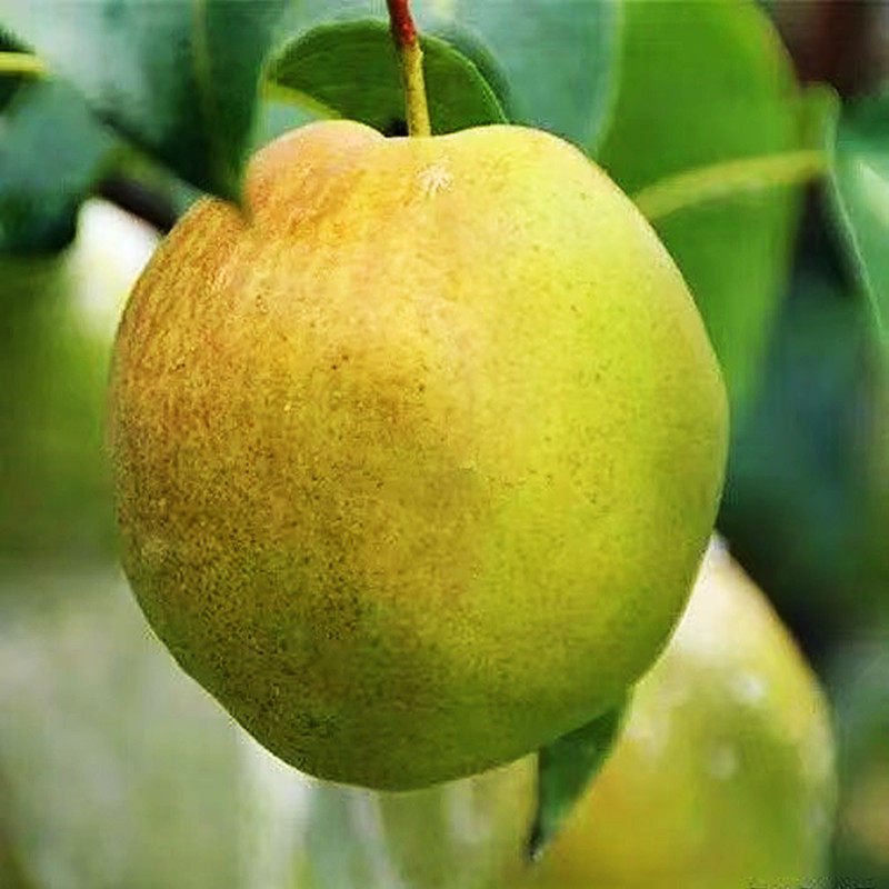 山西2026年玉露香梨脆甜多汁精品一级大果新鲜水果送礼雨露梨蜜梨,淘宝优惠券,粉丝福利购,淘宝优惠卷