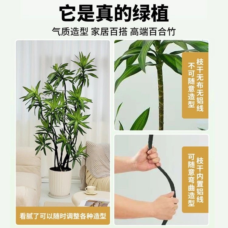 金心百合竹客厅绿植室内懒人好养真植物高级老桩龙血树精品大盆栽,淘宝优惠券,粉丝福利购,淘宝优惠卷