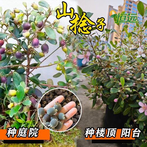 桃金娘苗山捻子树苗菍子树稔子苗庭院阳台果树苗四季可种当年结果 - 图1