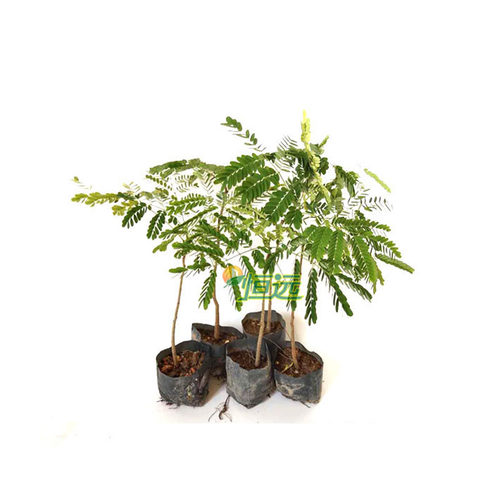 名贵树苗凤凰木树苗红花楹树苗金凤花火树洋楹庭院地栽盆栽风景树 - 图3