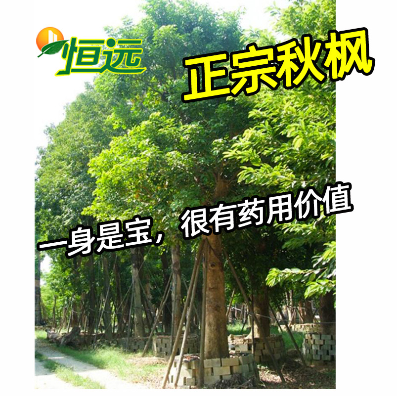秋枫树苗茄冬苗重阳木秋风子红桐过冬梨朱桐树乌杨绿化名贵药材 恒远苗圃基地 淘优券