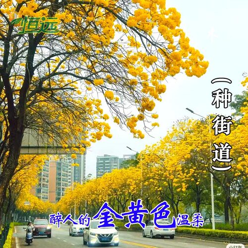 黄花风铃木树苗大树多花紫花盆栽庭院别墅绿化风景树观花名贵苗木 - 图2
