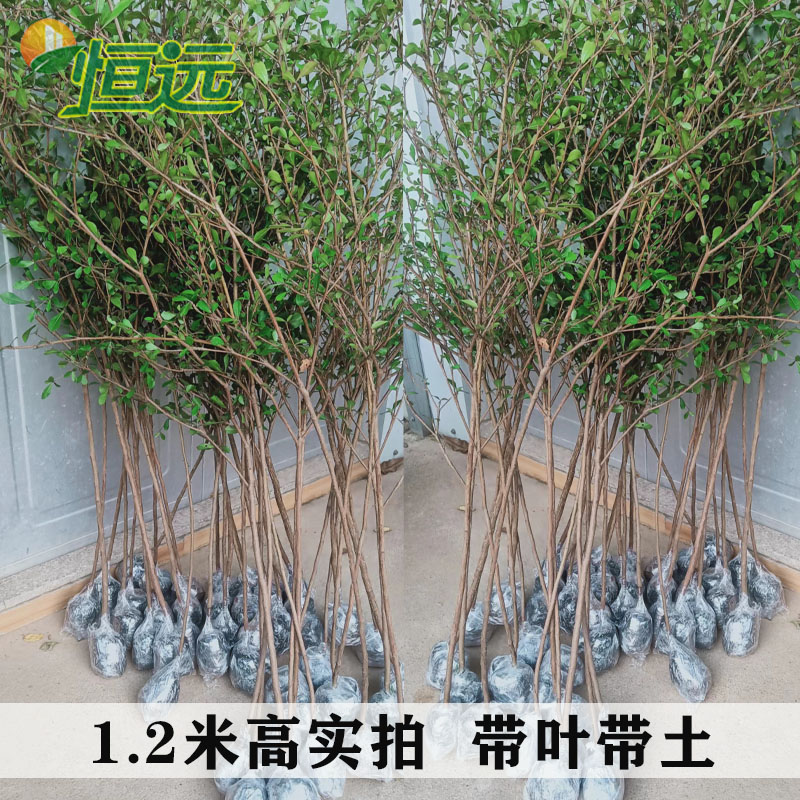 小叶榄仁树苗雨伞树细叶榄仁苗锦叶榄仁庭院抗强风抗污染绿化苗木,淘宝优惠券,粉丝福利购,淘宝优惠卷