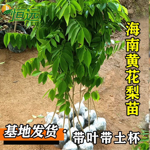 名贵苗木金丝楠木树苗正宗奇楠沉香树苗小叶紫檀香海南黄花梨树苗 - 图1