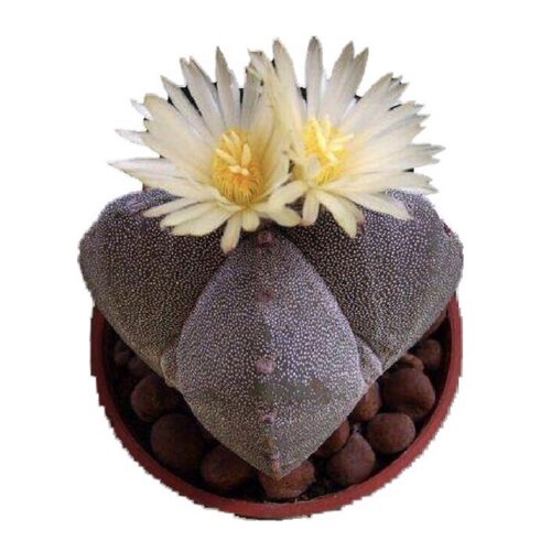 鸾凤玉白皮绿皮腹隆般若仙人球一物一拍多肉植物开花大花美花丽花