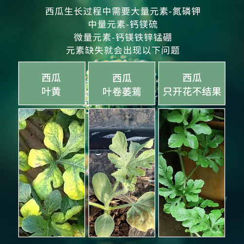 西瓜防裂果畸形微生物菌剂香瓜专用水溶肥保花保果抗病增产香甜 - 图2