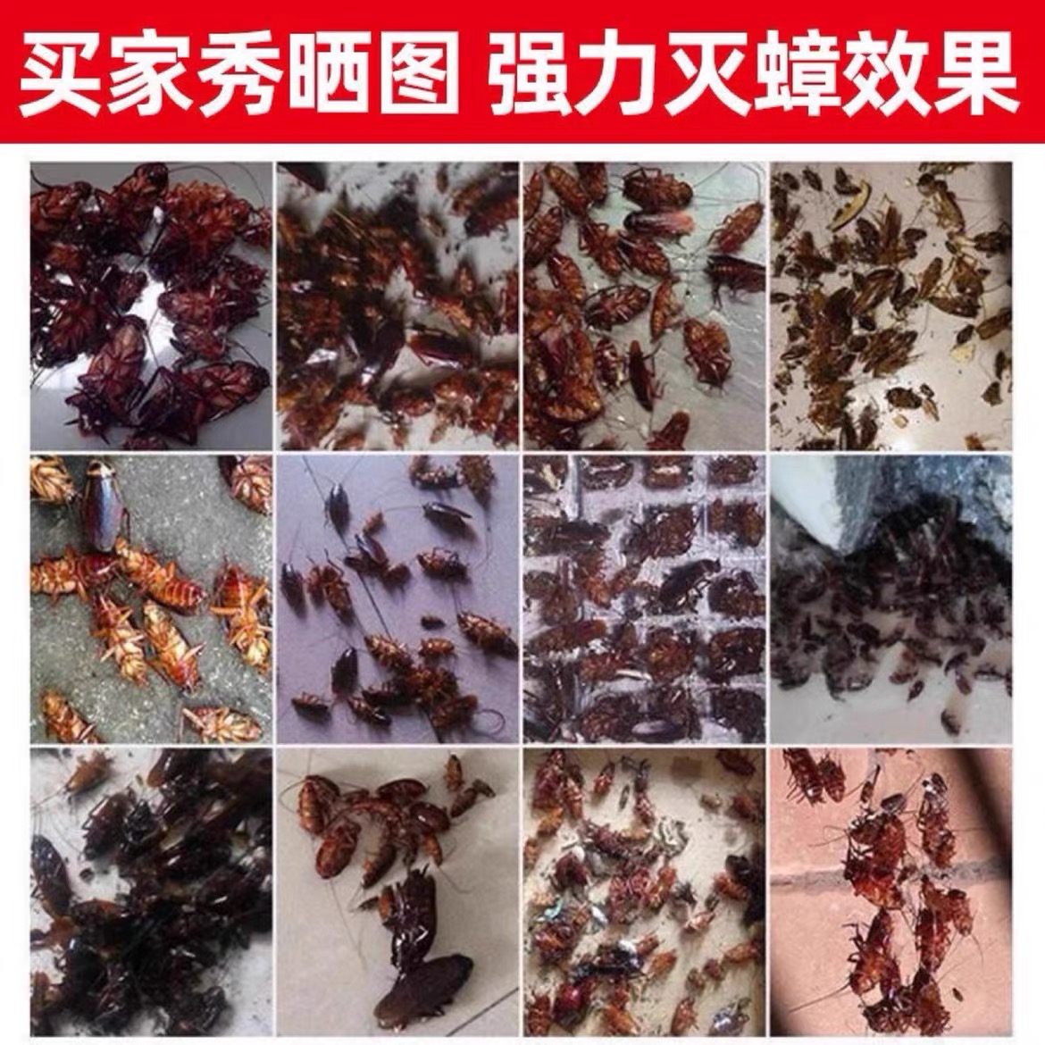 蚂蚁药蟑螂药家用全窝端非无毒厨房室内除杀消灭蚂蚁净杀虫粉饵剂 - 图3