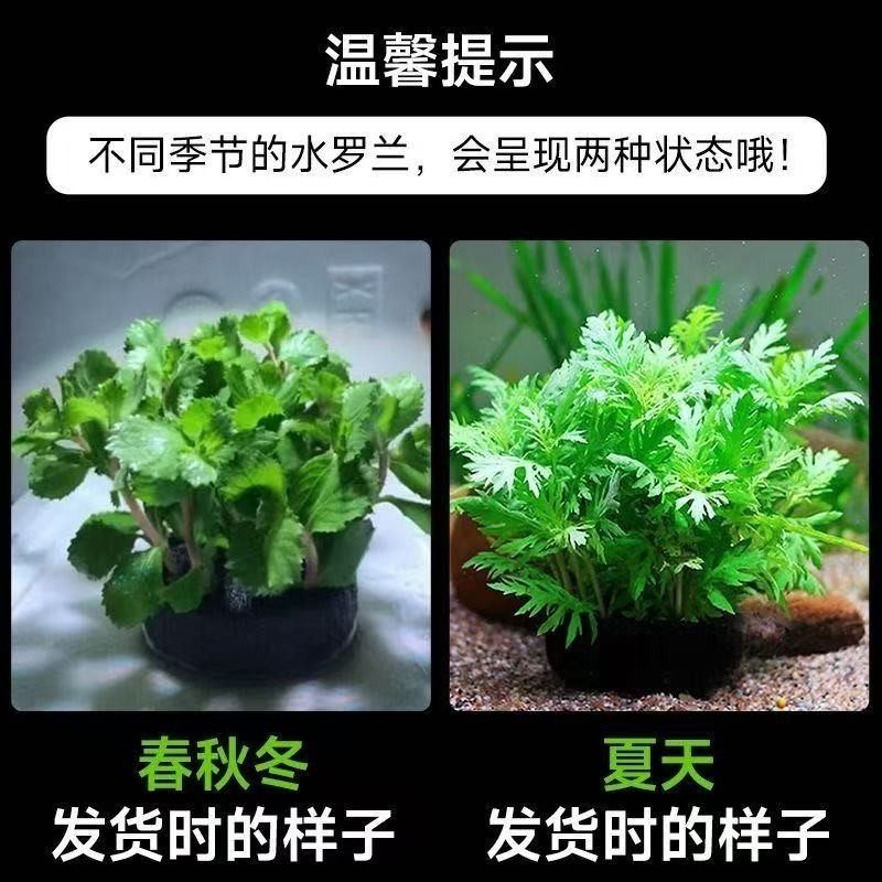 水罗兰阴性中后景沉底坨草绿植适合新手懒人鱼缸造景增氧净化水质,淘宝优惠券,粉丝福利购,淘宝优惠卷