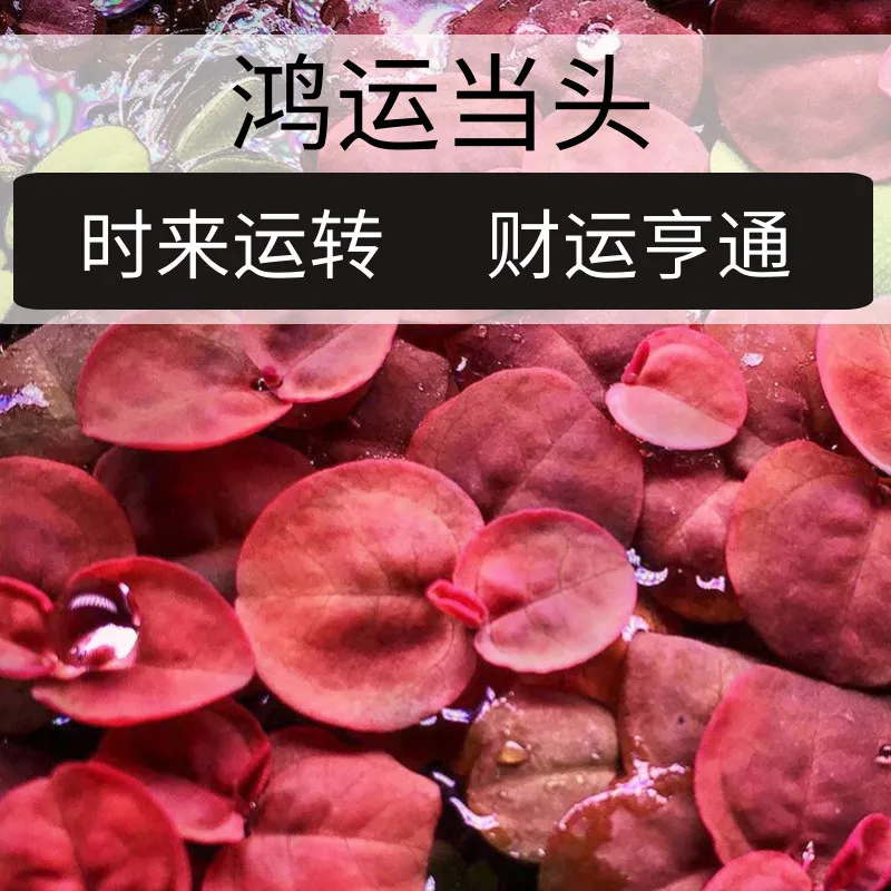 鱼缸水草水培植物浮萍造景装饰增氧室内养龟金鱼真草生态净化水质 - 图0