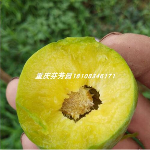 重庆发货嫁接脆甜李子树苗巫山青脆李子苗脱骨青脆李南方种植地栽 - 图1