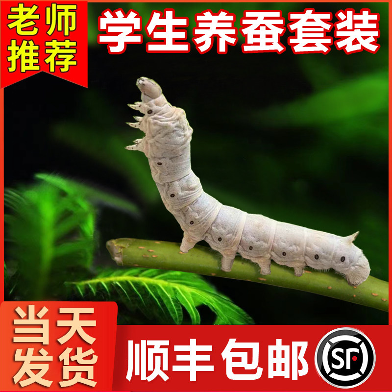 蚕宝宝活体蚕卵蚕籽学生养蚕套装春蚕蚕种幼蚕1龄234龄送新鲜桑叶_虎窝淘