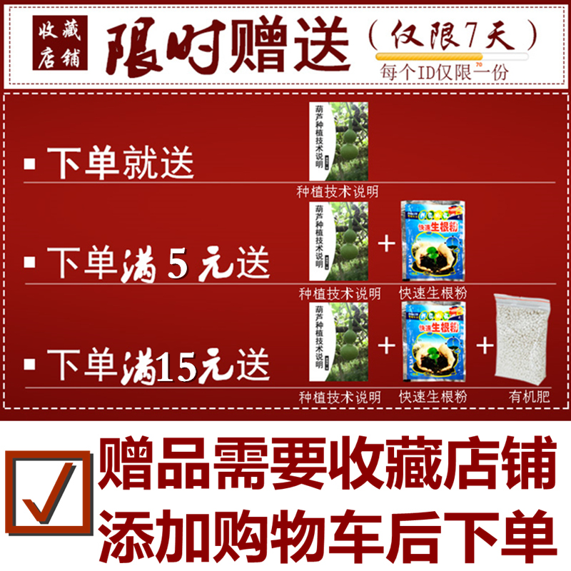 天然特小手捻葫芦种子精品草里金文玩手把件钥匙扣四季盆栽葫芦籽-图2