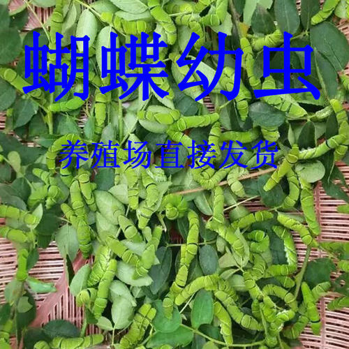 真蝴蝶蛹蝴蝶幼虫活体蝴蝶婚礼放飞儿童饲养观察宠物化蝶越冬蛹 - 图0